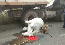 लखीमपुर खीरी। गन्ना के भरे डल्लफ मे जोरदार टक्कर लगने से डल्लफ में जुड़े एक बैल की मौके पर दर्द नाक मौत