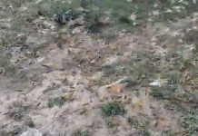 अलीगढ़ में पाकिस्तानी टिड्डी दल ने फसल पर हमला बोल दिया