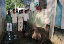 मुरसान क्षेत्र के गांव मगटई में बिजलीं से चिपककर भेंस की मौत