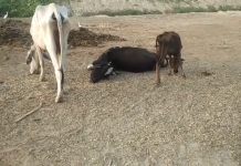 हाथरस जंक्शन क्षेत्र के गाँव वाहनपुर गौ शाला में मृत मिली गाय