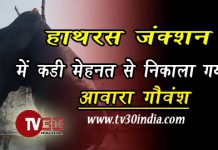 हाथरस जंक्शन,घर के अंदर सेप्टिक टैंक में गिरे गोवंश को राष्ट्रीय गौ रक्षा वाहिनी के जिलाध्यक्ष ने 6 घंटे की मेहनत के बाद निकलवाया