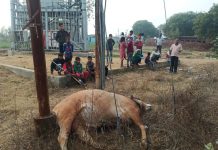 सासनी : विजली का करंट लगने से हुई सांड की मौत लोगों ने किया अंतिम संस्कार