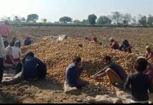 चंदपा : गर्मी को देखते हुए आलू की खुदाई जोरो पर