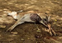 सादाबाद : आवारा कुत्तों ने हिरण को दी मौत