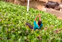 सादाबाद : अपनी जान पर खेलकर बचाई गाय की जान मामला