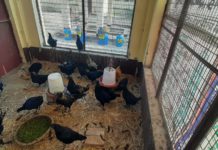 कृषि विज्ञान केंद्र हाथरस में हो रहा कड़कनाथ मुर्गा पालन