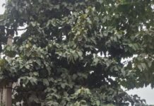 कासगंज के प्रसिद्ध जननायक कर्पूरी ठाकुर पार्क में बिहार के दो बार पूर्व मुख्यमंत्री रहे