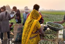 हसायन : सिंघाड़े की फसल पर किसानों की मुस्कान, अच्छी बरसात से भारी लाभ