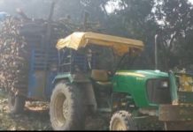 सिकंद्राराऊ : वन माफियाओं के हौसले बुलंद दिनदहाड़े काट दिए आधा दर्जन से अधिक हरे आम के पेड़