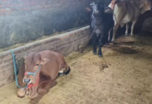 बिल्सी : सांप के काटने से भैंस की मौत, 15 दिन बाद होने वाली थी डिलीवरी; परिवार को आर्थिक नुकसान